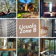 Licuala (ลิคูล่า)