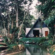 Licuala (ลิคูล่า)