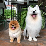 The Running Dog Café