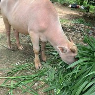 กินติม ดูควาย