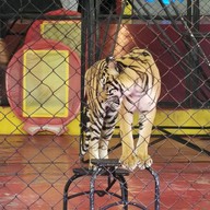 สวนเสือศรีราชา