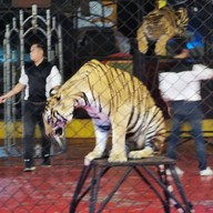 สวนเสือศรีราชา