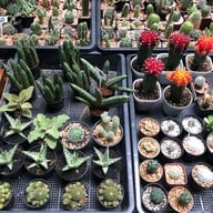 ชุมชนเก่าตลาดหัวตะเข้