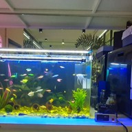 About White Cafe & Bistro