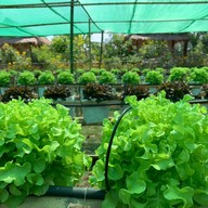 สลัดผักรักษ์โลก