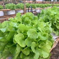 สลัดผักรักษ์โลก