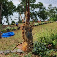 กระชังบ้านมังกร (กระชังบังหนีด)