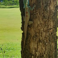 บรรยากาศ Grand Prix Golf Club