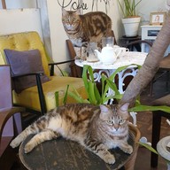 CatNip Cafe'