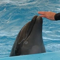 Pattaya Dolphinarium