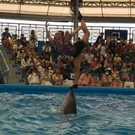 Pattaya Dolphinarium