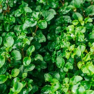 บรรยากาศ Craft Salad ราชบุรี