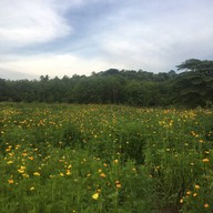 บ้านนาต้นจั่น