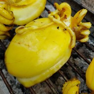 หมึกพ่นไฟ