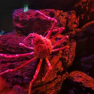 Sea Life Melbourne Aquarium