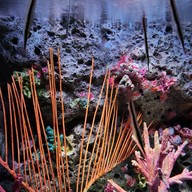 Sea Life Melbourne Aquarium