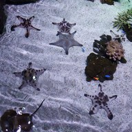 Sea Life Melbourne Aquarium