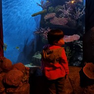 Sea Life Melbourne Aquarium