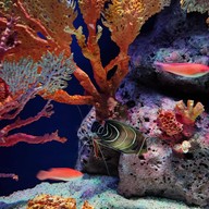 Sea Life Melbourne Aquarium