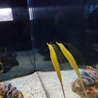 Sea Life Melbourne Aquarium