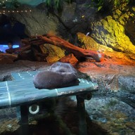 Sea Life Melbourne Aquarium