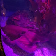 Sea Life Melbourne Aquarium