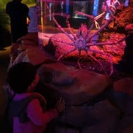 Sea Life Melbourne Aquarium
