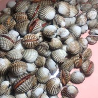 หอยแครงลวก!หอยอมชมพู!! Sale!! Size XXL 07/09 หอยลงสดๆ ขัดเงา For you สาขา 1