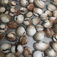 หอยแครงลวก!หอยอมชมพู!! Sale!! Size XXL 07/09 หอยลงสดๆ ขัดเงา For you สาขา 1