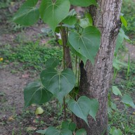 สวนศรีนครเขื่อนขันธ์