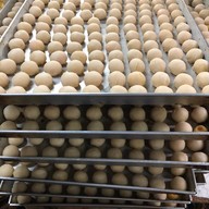 เฉลิมชัยพานิช