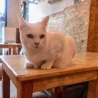 บรรยากาศ Catmosphere Cat Café  เชียงใหม่