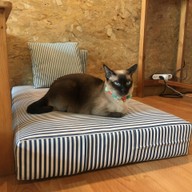 บรรยากาศ Catmosphere Cat Café  เชียงใหม่