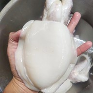 หมึกพ่นไฟ