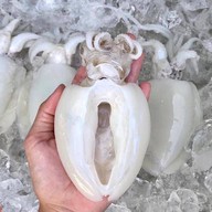 หมึกพ่นไฟ