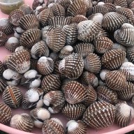 หอยแครงลวก!หอยอมชมพู!! Sale!! Size XXL 07/09 หอยลงสดๆ ขัดเงา For you สาขา 1