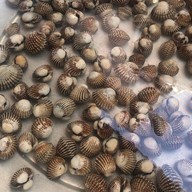 หอยแครงลวก!หอยอมชมพู!! Sale!! Size XXL 07/09 หอยลงสดๆ ขัดเงา For you สาขา 1