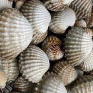 หอยแครงลวก!หอยอมชมพู!! Sale!! Size XXL 07/09 หอยลงสดๆ ขัดเงา For you สาขา 1