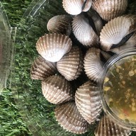 หอยแครงลวก!หอยอมชมพู!! Sale!! Size XXL 07/09 หอยลงสดๆ ขัดเงา For you สาขา 1