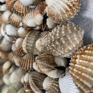 หอยแครงลวก!หอยอมชมพู!! Sale!! Size XXL 07/09 หอยลงสดๆ ขัดเงา For you สาขา 1