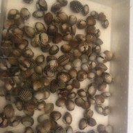 หอยแครงลวก!หอยอมชมพู!! Sale!! Size XXL 07/09 หอยลงสดๆ ขัดเงา For you สาขา 1