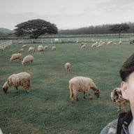 ฟาร์มโชคชัย