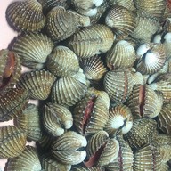 หอยแครงลวก!หอยอมชมพู!! Sale!! Size XXL 07/09 หอยลงสดๆ ขัดเงา For you สาขา 1