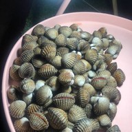 หอยแครงลวก!หอยอมชมพู!! Sale!! Size XXL 07/09 หอยลงสดๆ ขัดเงา For you สาขา 1