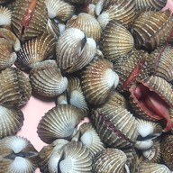 หอยแครงลวก!หอยอมชมพู!! Sale!! Size XXL 07/09 หอยลงสดๆ ขัดเงา For you สาขา 1