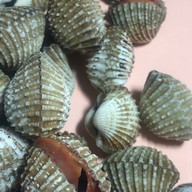 หอยแครงลวก!หอยอมชมพู!! Sale!! Size XXL 07/09 หอยลงสดๆ ขัดเงา For you สาขา 1