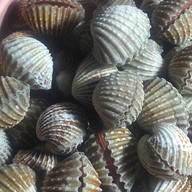 หอยแครงลวก!หอยอมชมพู!! Sale!! Size XXL 07/09 หอยลงสดๆ ขัดเงา For you สาขา 1