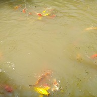 สวนสนวิลล่า