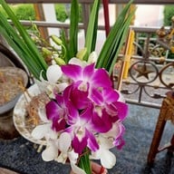 สุ่มปลายักษ์ วัดทองประดิษฐ์ จ.สุพรรณบุรี