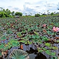 สุ่มปลายักษ์ วัดทองประดิษฐ์ จ.สุพรรณบุรี